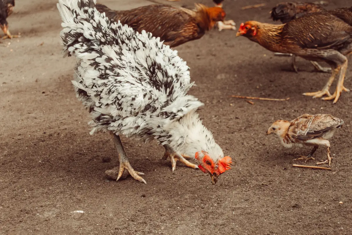 Stop Ignoring This Feather Pecking Warning Sign in Your Flock
