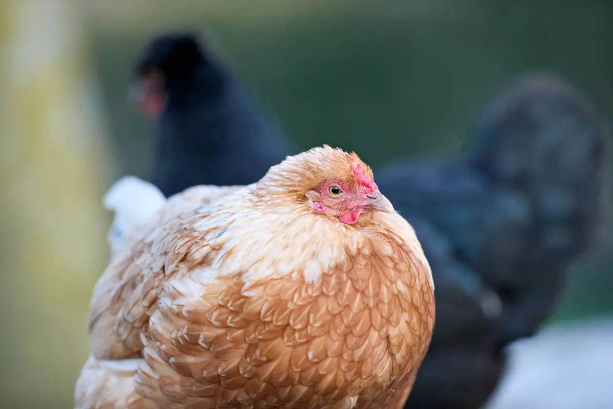 The Subtle Signs of Illness Most Chicken Keepers Overlook