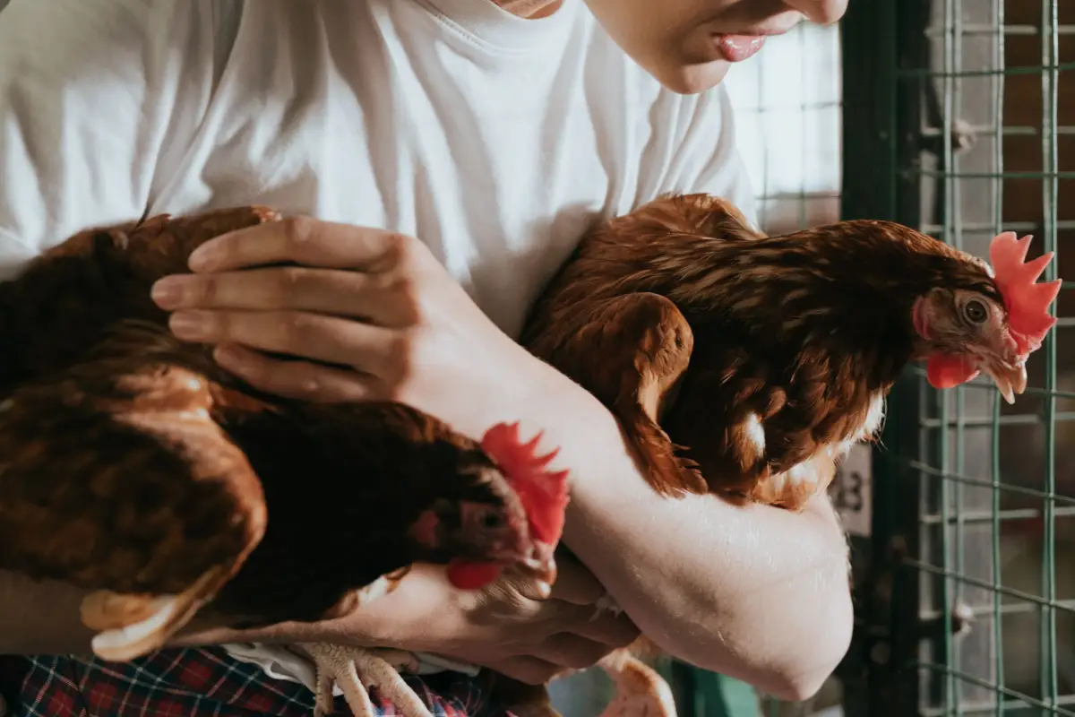 The 10-Item Chicken First Aid Kit That Covers 90% of Emergencies