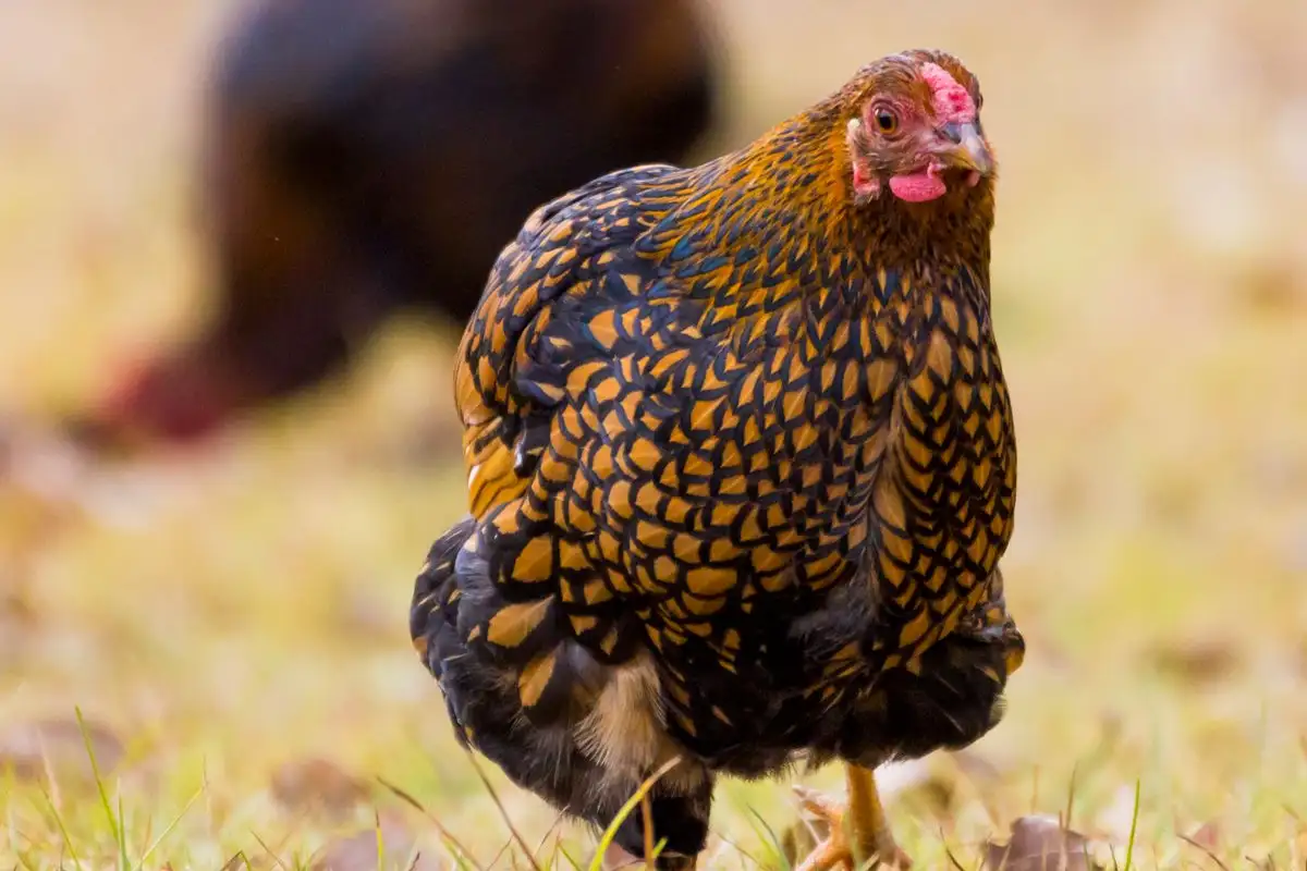 Why 10 Square Feet Per Bird in the Run Fits Some Chicken Breeds and Not Others