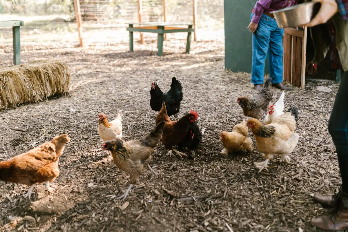 10 Square Feet Per Bird: The Real Minimum for Small Yards