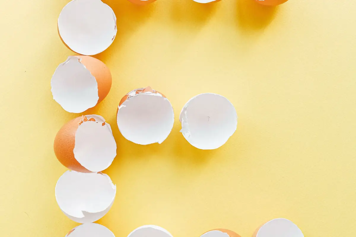 Thin Eggshells? Your Calcium Choice Could Be Costing You Eggs