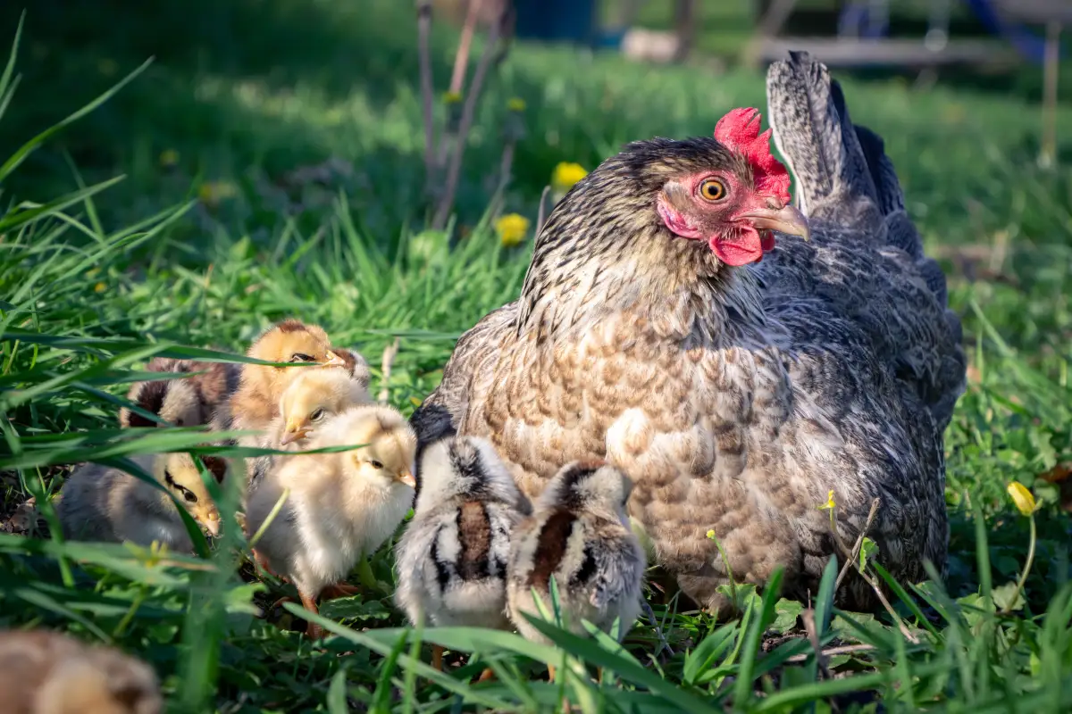 3 Breeds That Lay Over 300 Eggs a Year (And the Trade‑Offs)