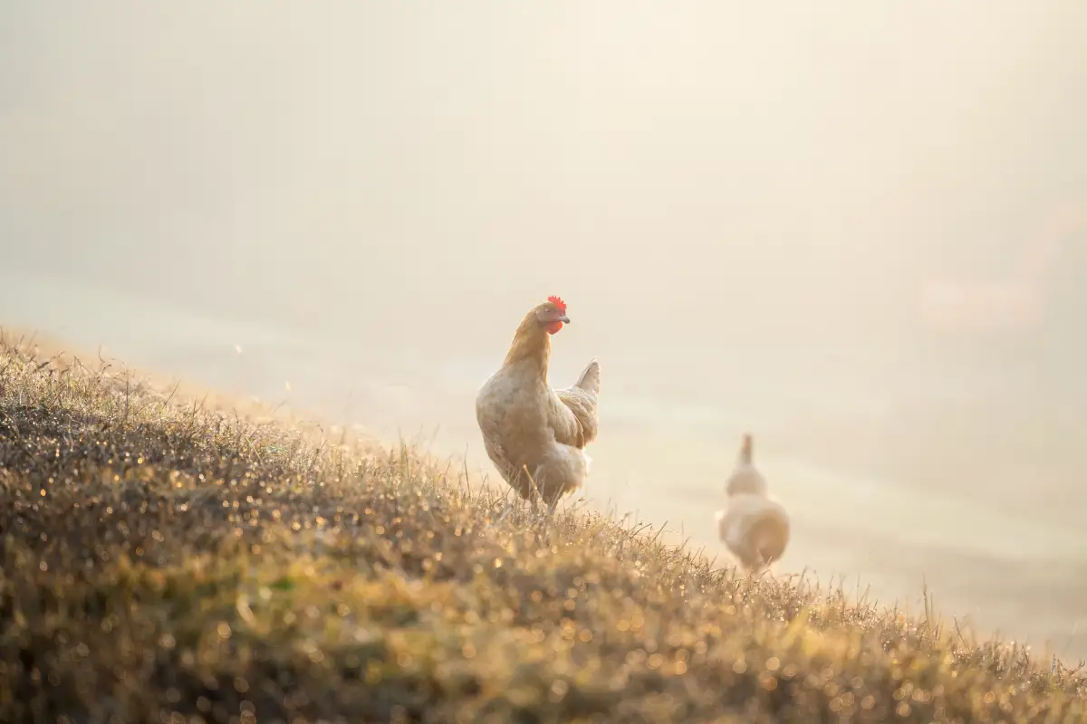 The 3 Early Signs of Frostbite Every Chicken Keeper Misses