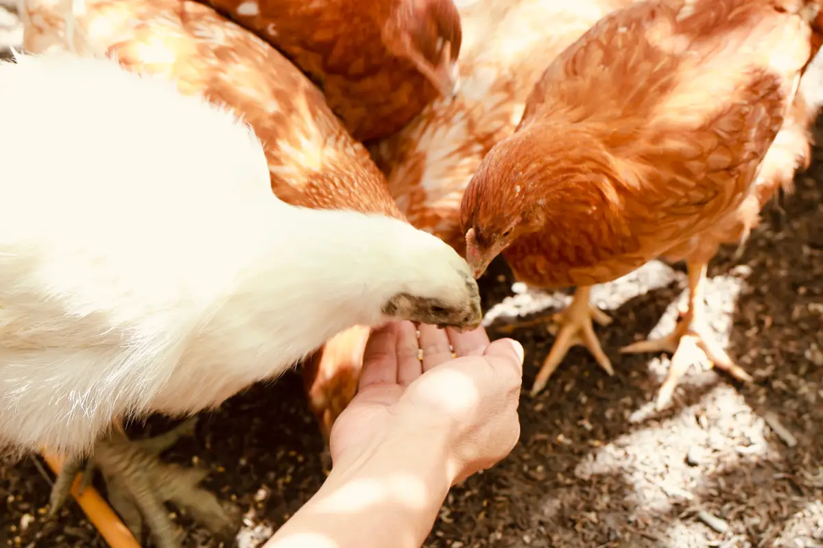 3 Chicken Health Problems Most Owners Can Safely Treat Themselves