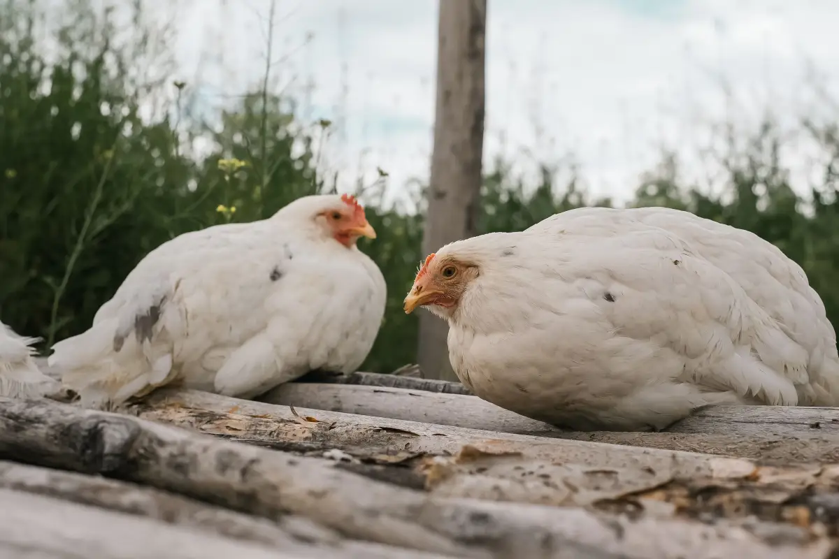 3 silent triggers of heat stress in heat-tolerant chickens