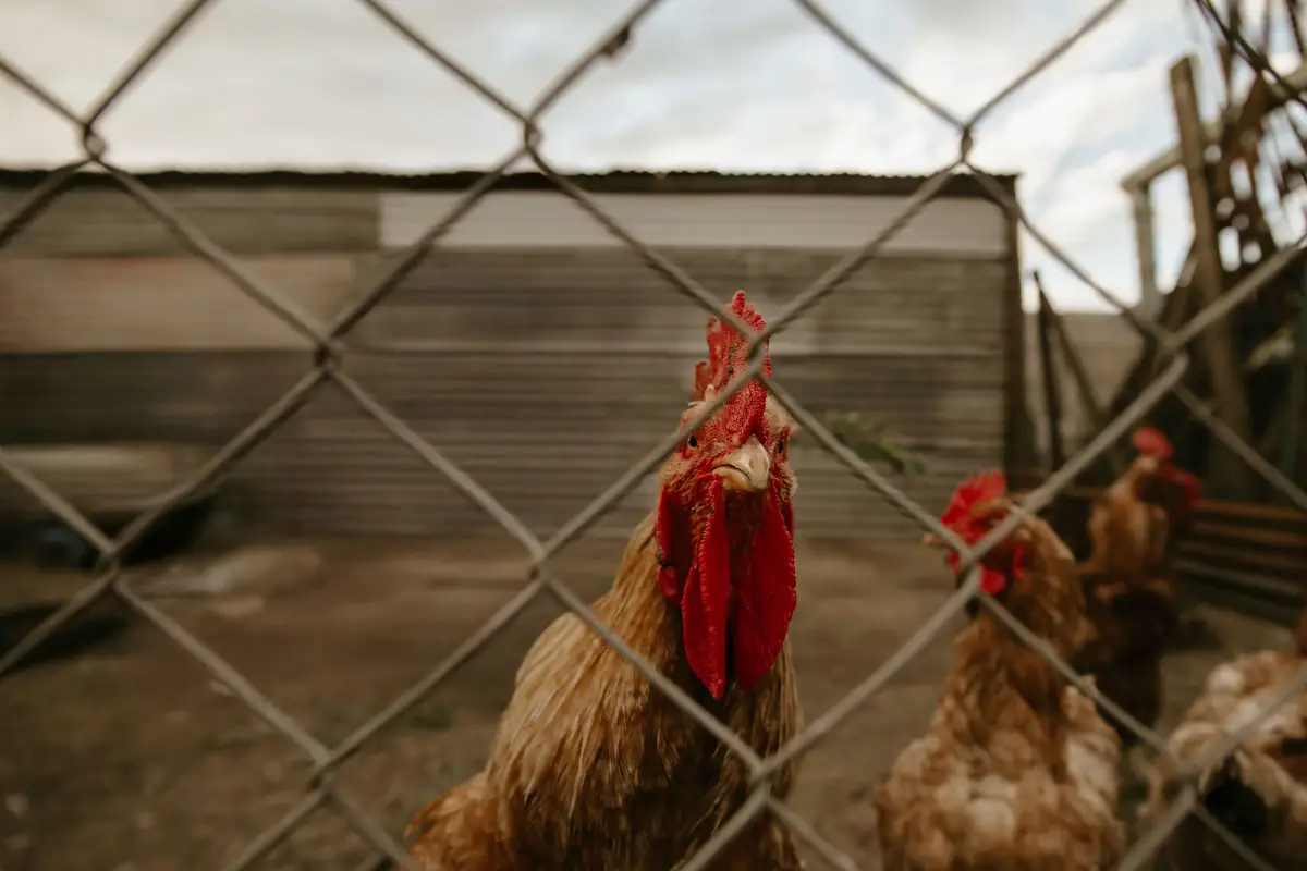 The 3 Zoning Errors That Void Your Chicken Permit