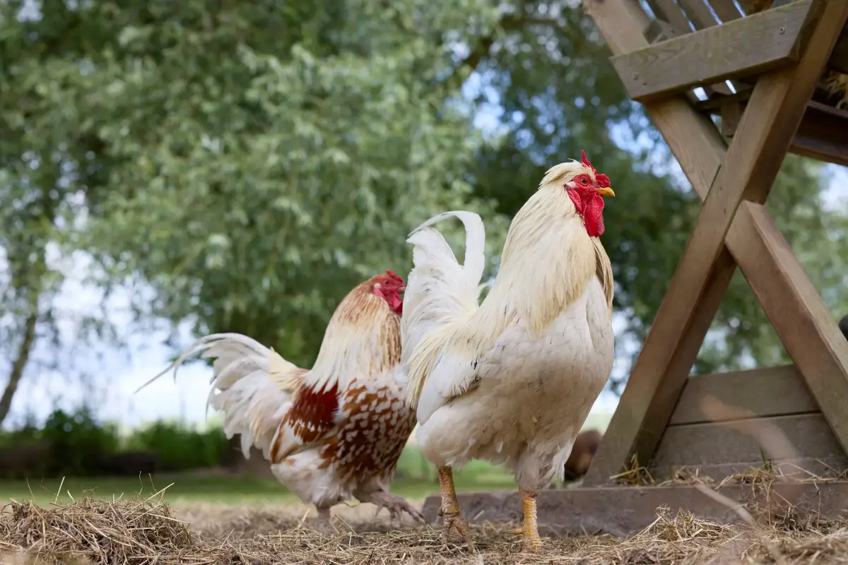 How Do You Transport a Chicken to the Vet Without Causing More Stress?