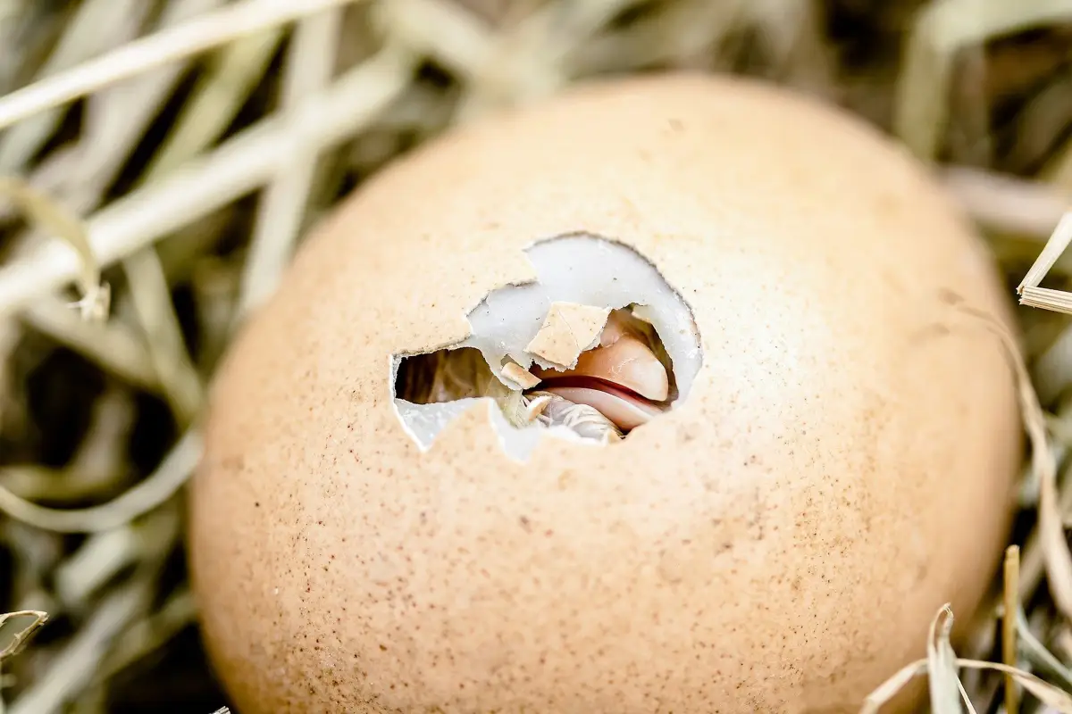 The Vein Pattern That Reveals Hatch Failure Before Day 10
