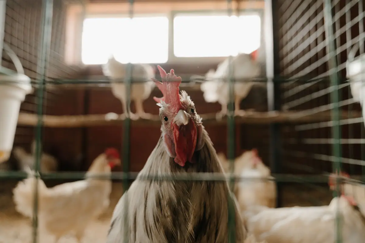 The ventilation mistake that overheats heat-tolerant breeds