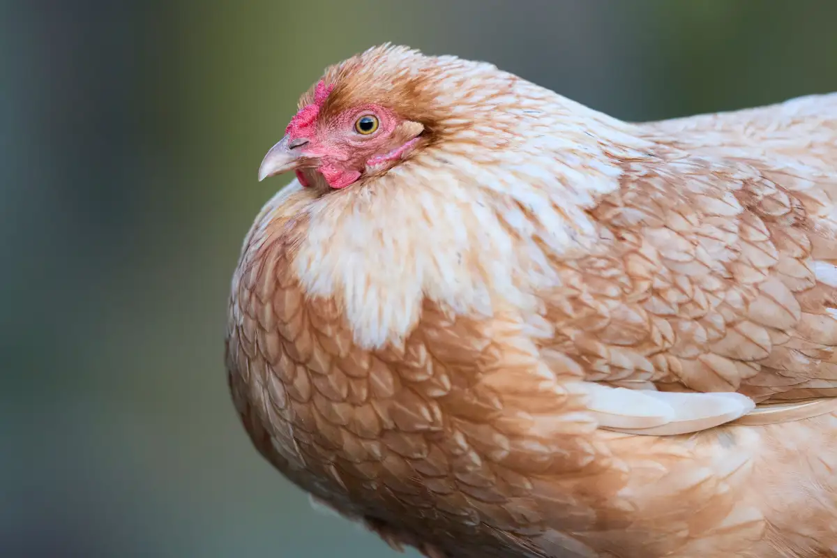 The Weakest Layer in Chicken Predator-Proofing Isn't the Coop
