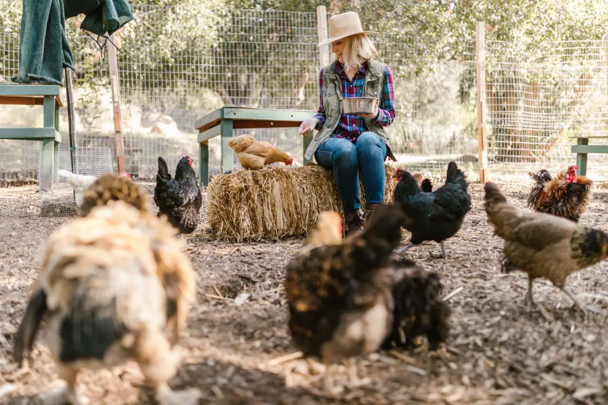 The Weekly Health Check That Successful Flock Owners Swear By