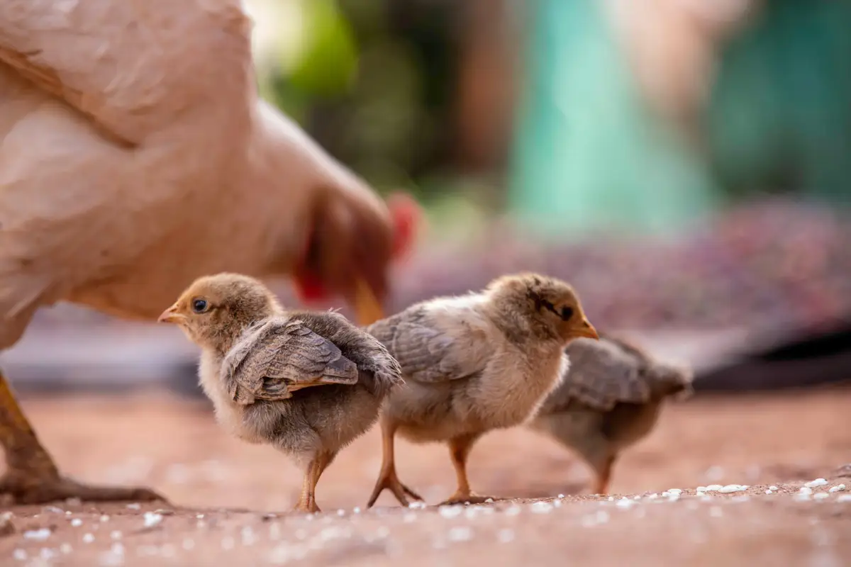 What Extension Specialists Actually Do to Control Chicken Parasites