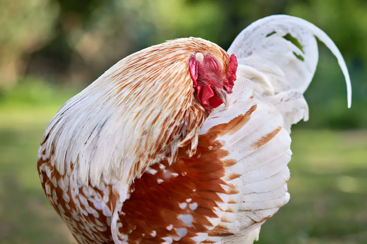 What Extension Specialists Actually Do for Chicken Mites