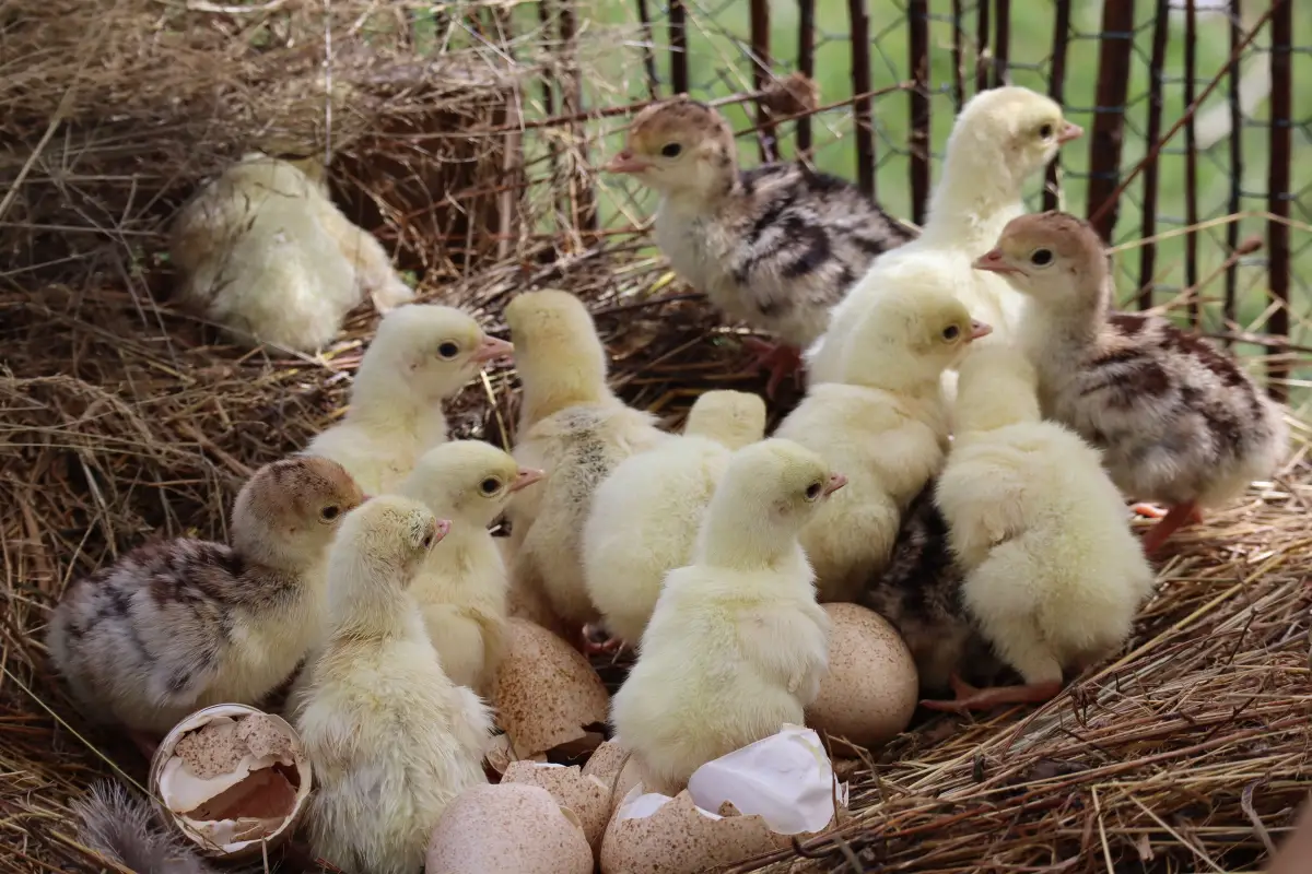 What Extension Specialists Actually Do to Hatch Eggs