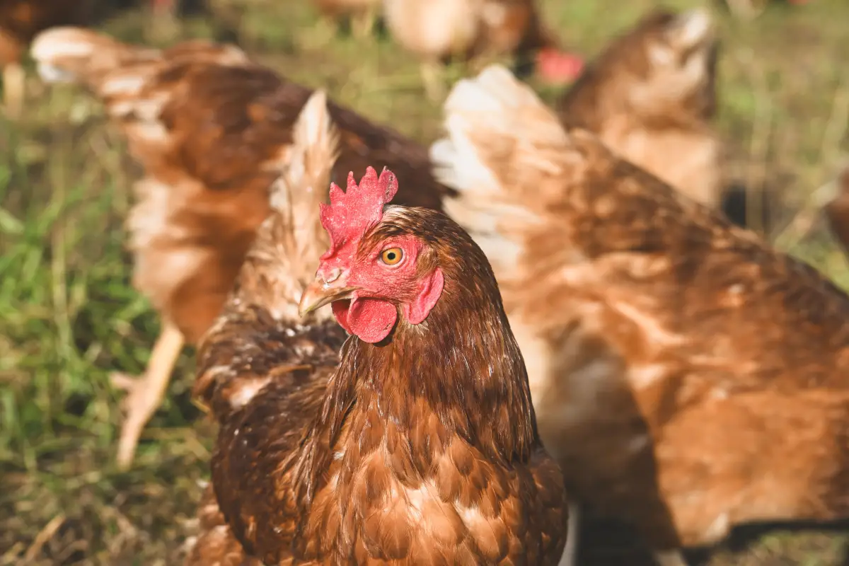 What Extension Vets Teach About Keeping Chickens Healthy
