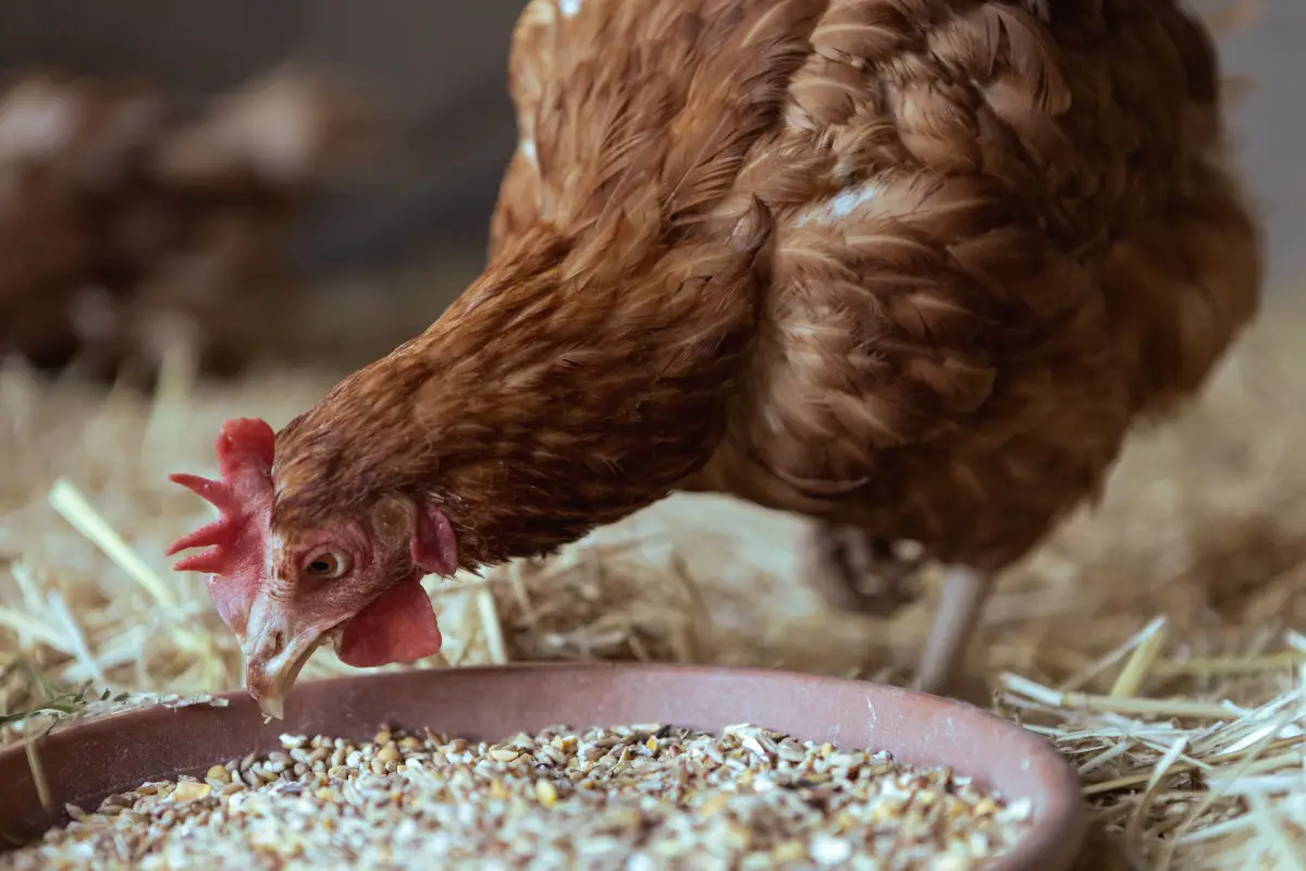 What a Poultry Specialist Checks in Homemade Layer Feed