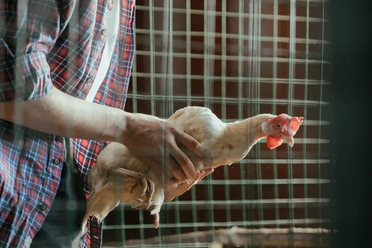 Which Mite Is Biting Your Chickens? A Quick ID Guide