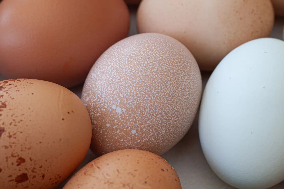 The White Coating on Your Eggs You've Been Ignoring