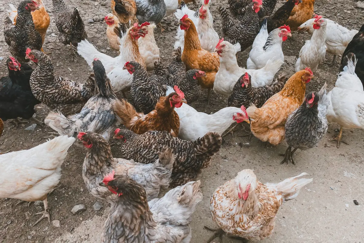 Why the 'Best' Laying Chicken Breed Isn't What You Think