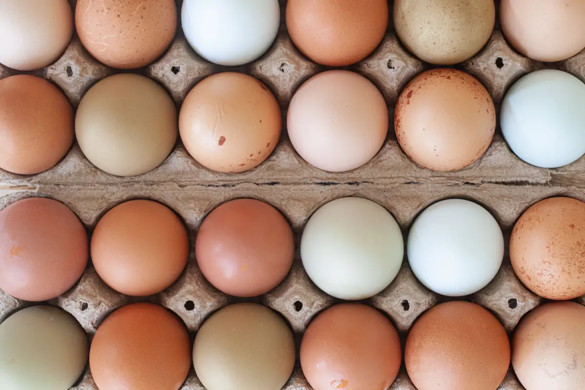 Why Brown Eggs Aren't More Nutritious (and Other Color Myths)