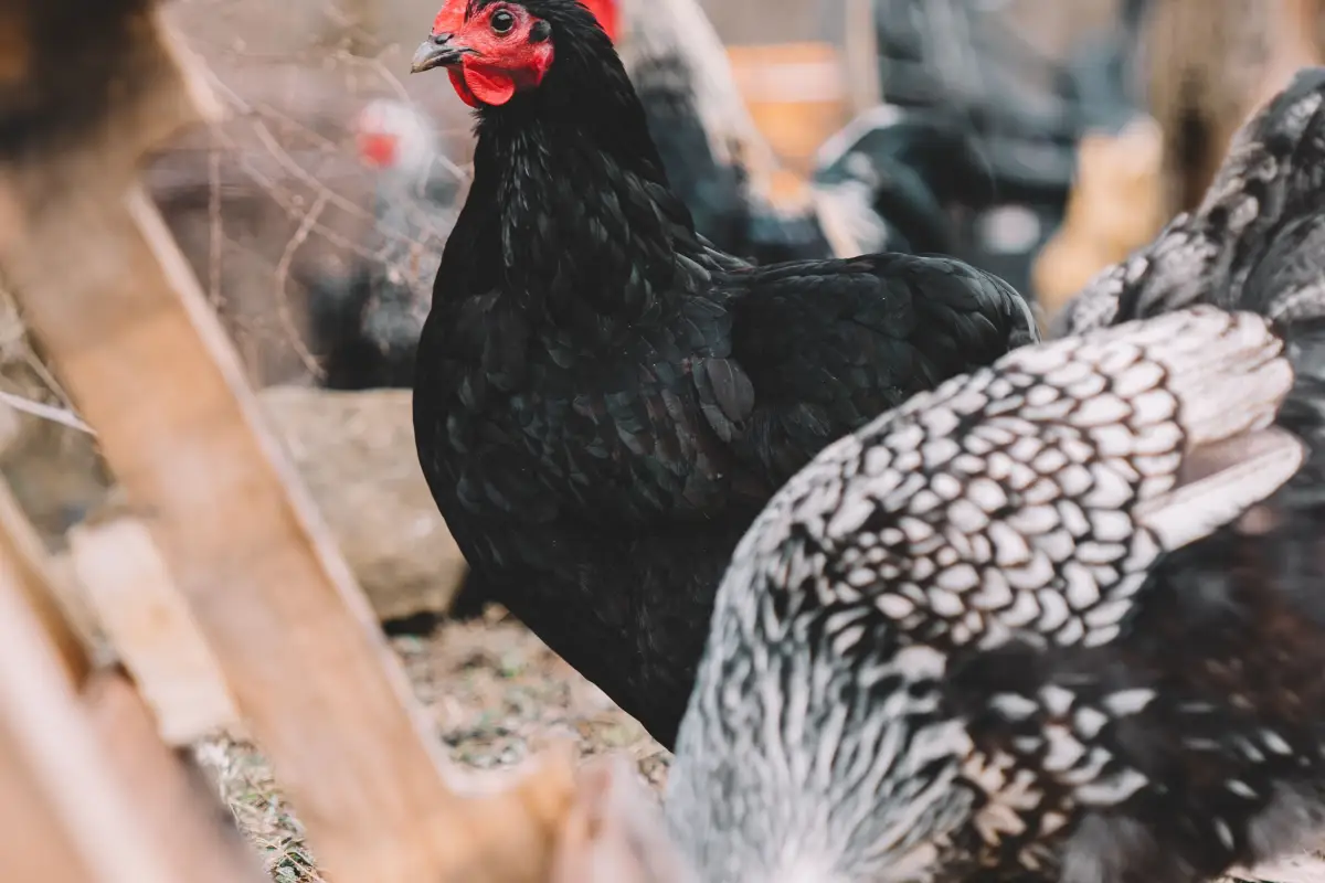 Why Corn Doesn't Heat Chickens: Winter Feeding Truths