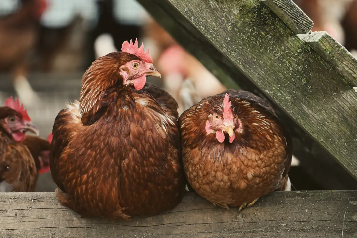 Why Did My Hens Stop Laying? A Diagnostics Roadmap