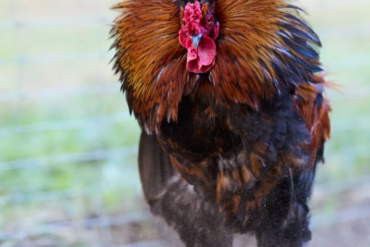 Why Your Dust Bath Alone Won't Stop Chicken Mites