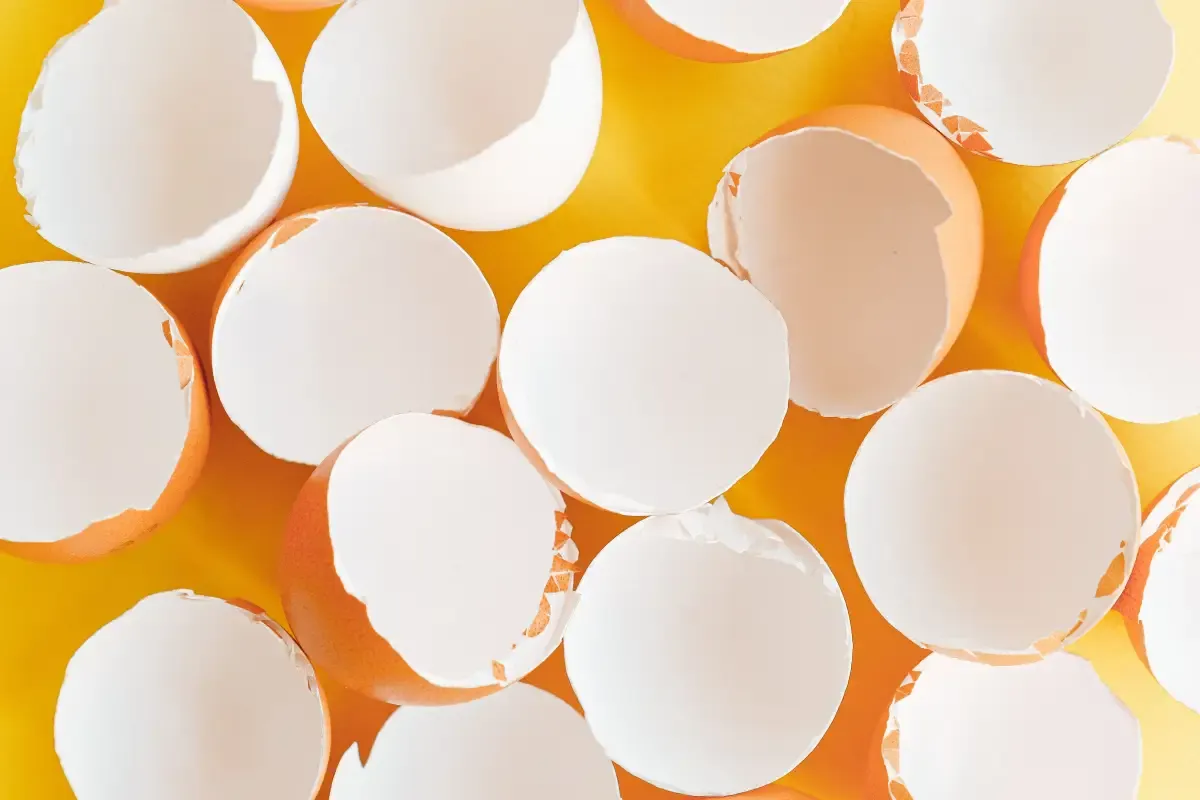 Why Are Eggs Thin-Shelled? The Feed Fix Most Miss