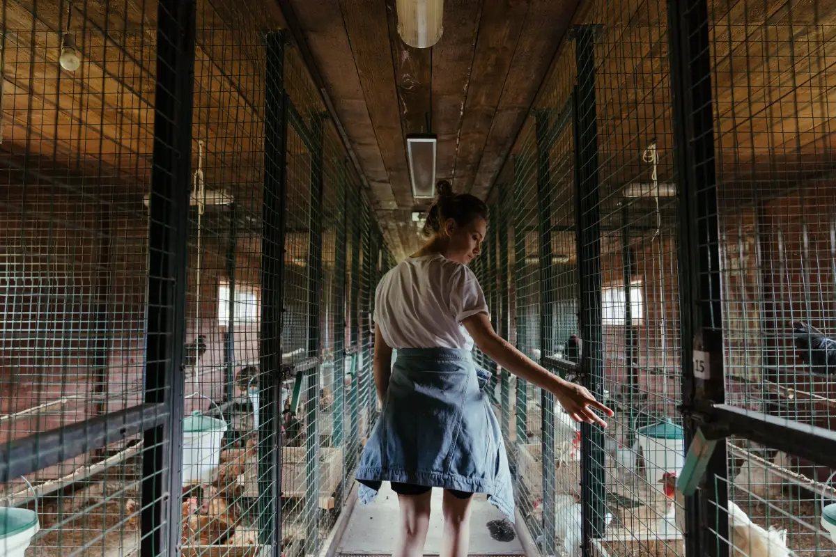 Why 80% of Chicken Coop Permits in Suburbs Get Approved the First Time