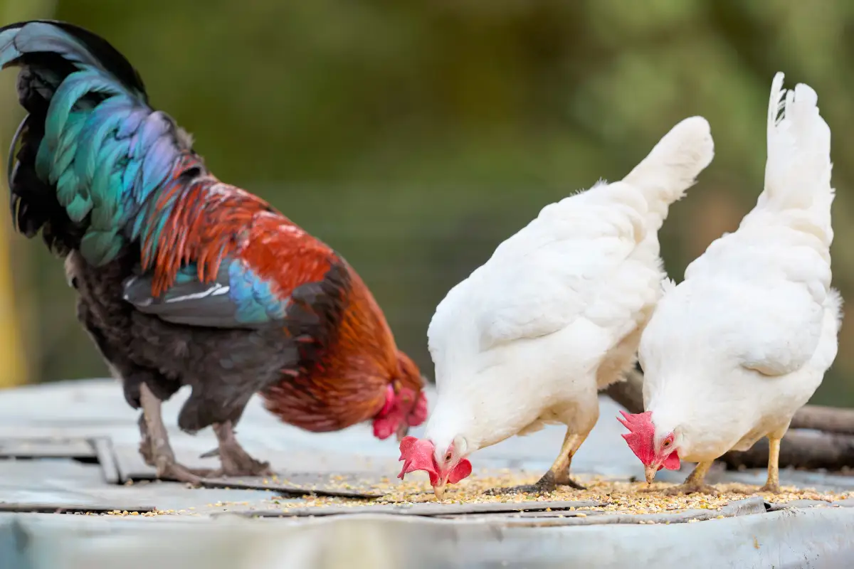 Why Fermented Chicken Feed Isn't as Safe as You Think