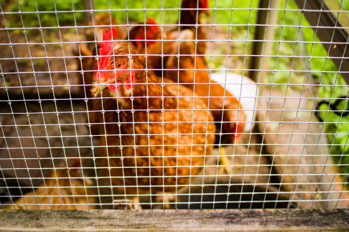 Why Hardware Cloth Stops Predators That Chicken Wire Won't