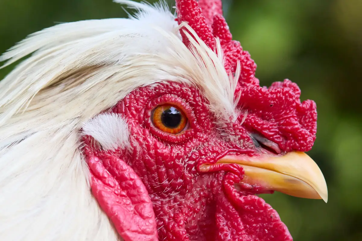 Why large combs aren't enough for heat-tolerant chickens