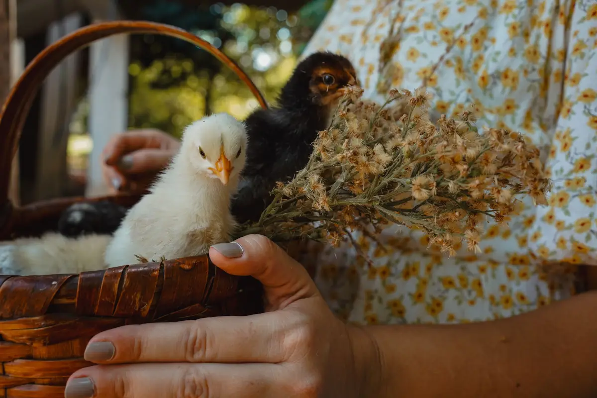 Why Most Chick Care Checklists Miss the One System That Works