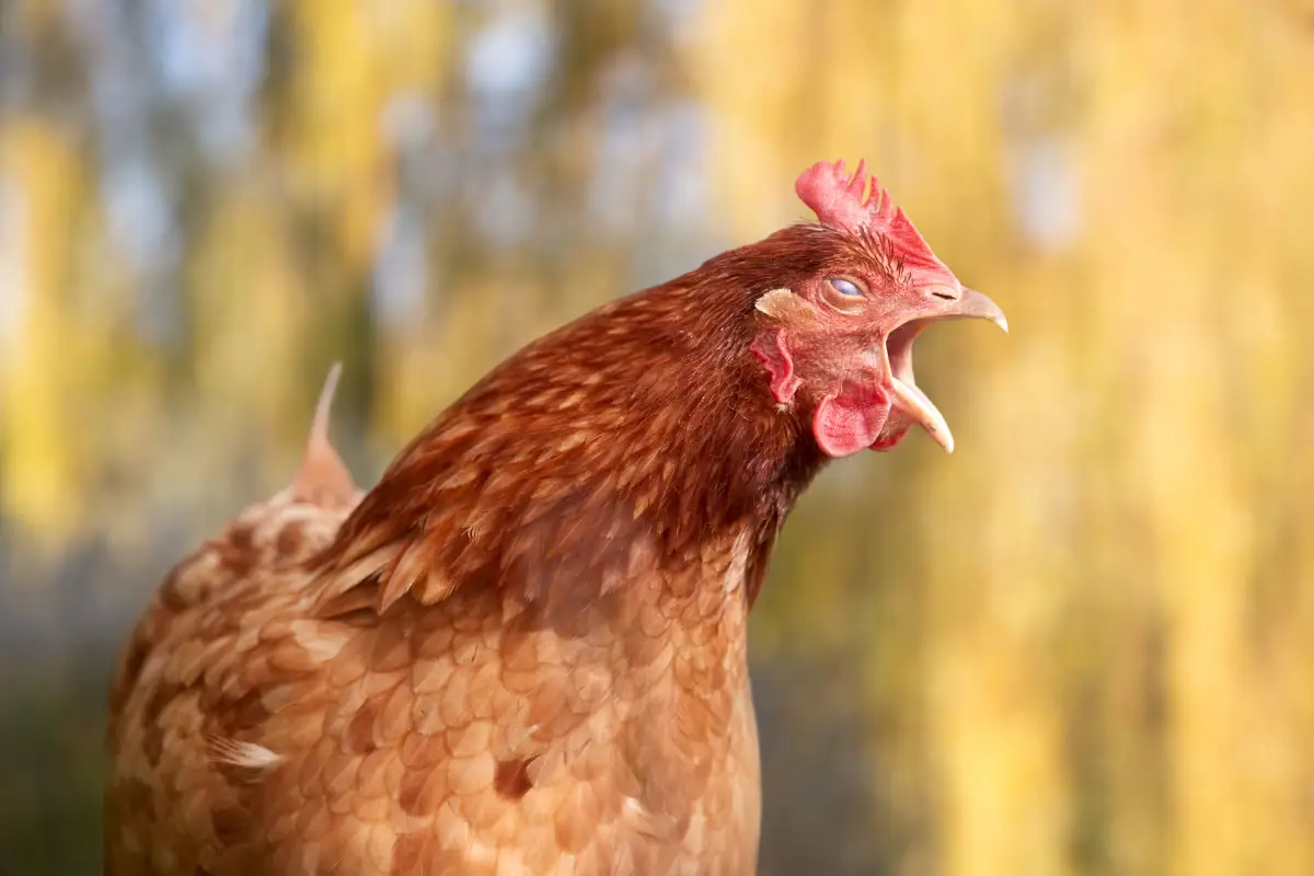 Why Are My Chickens Squawking So Much? A Diagnostic Guide