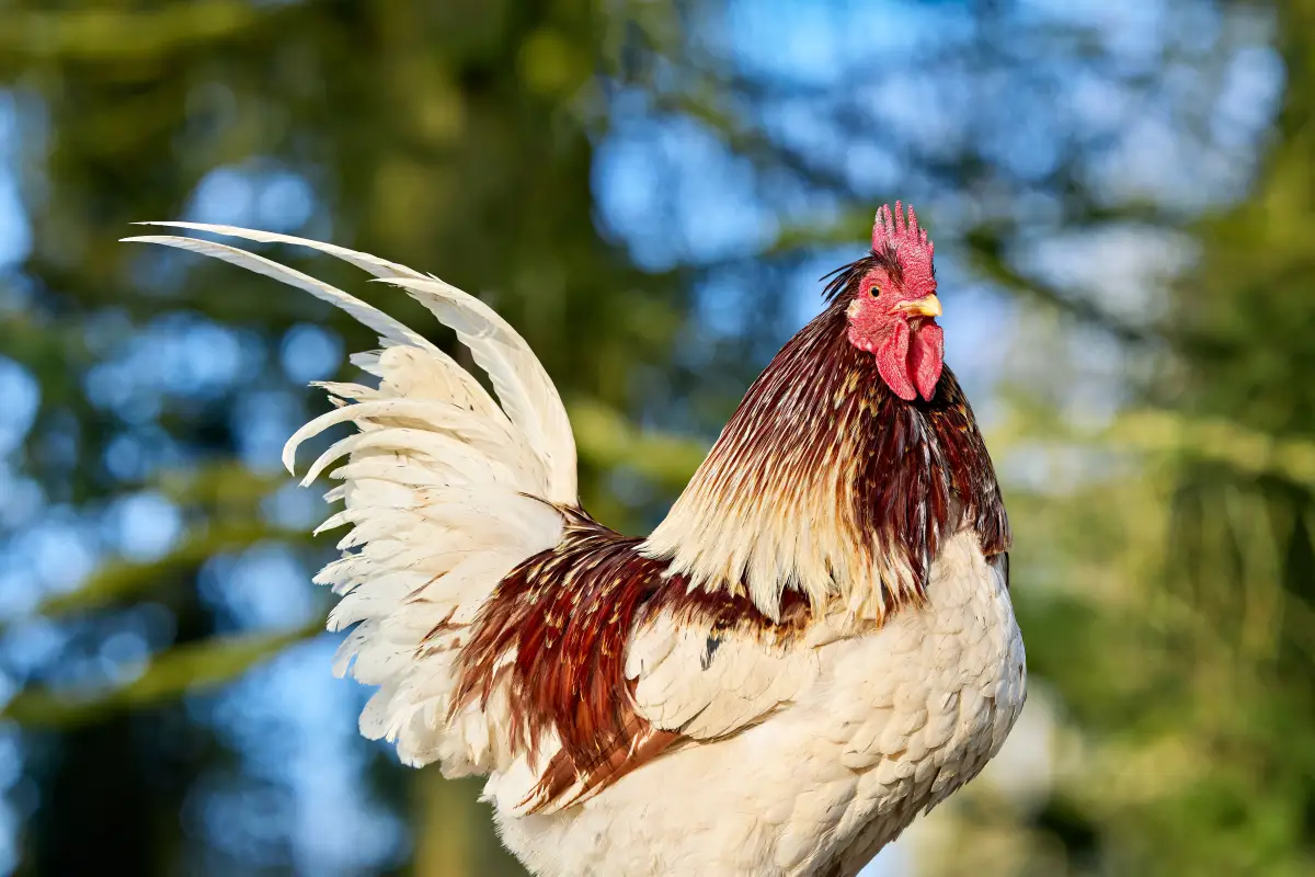 Why 'No Roosters' Is Only Half the Story for Small-Yard Owners
