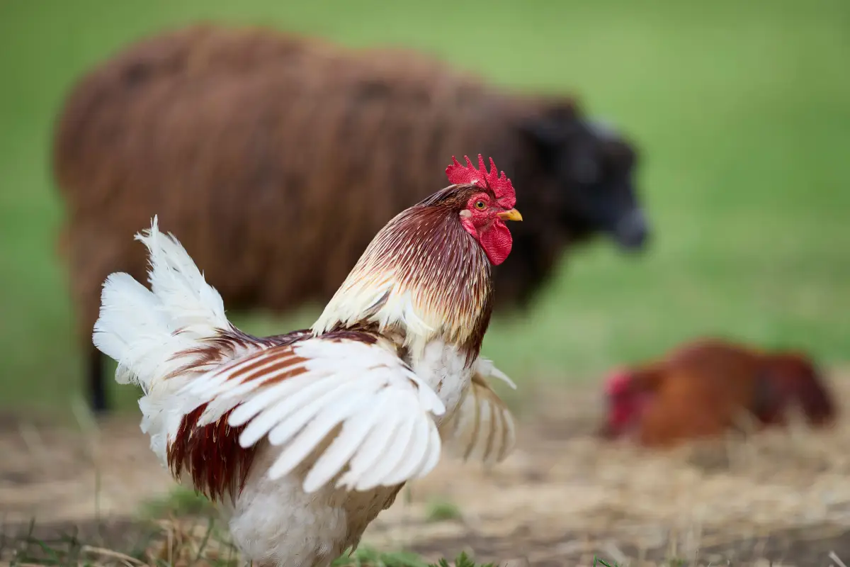 Why Right-to-Farm Laws Probably Don’t Cover Your Flock