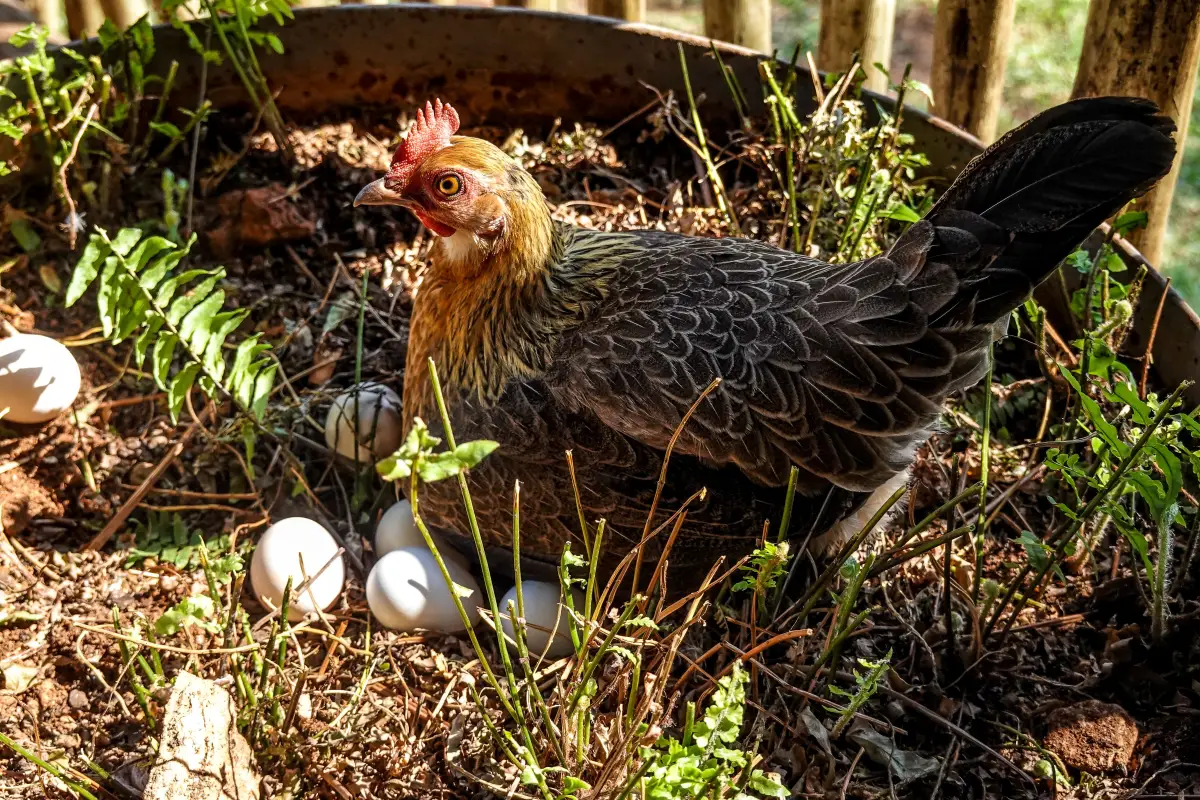 Why Space and Climate Matter More Than Egg Color for Beginners