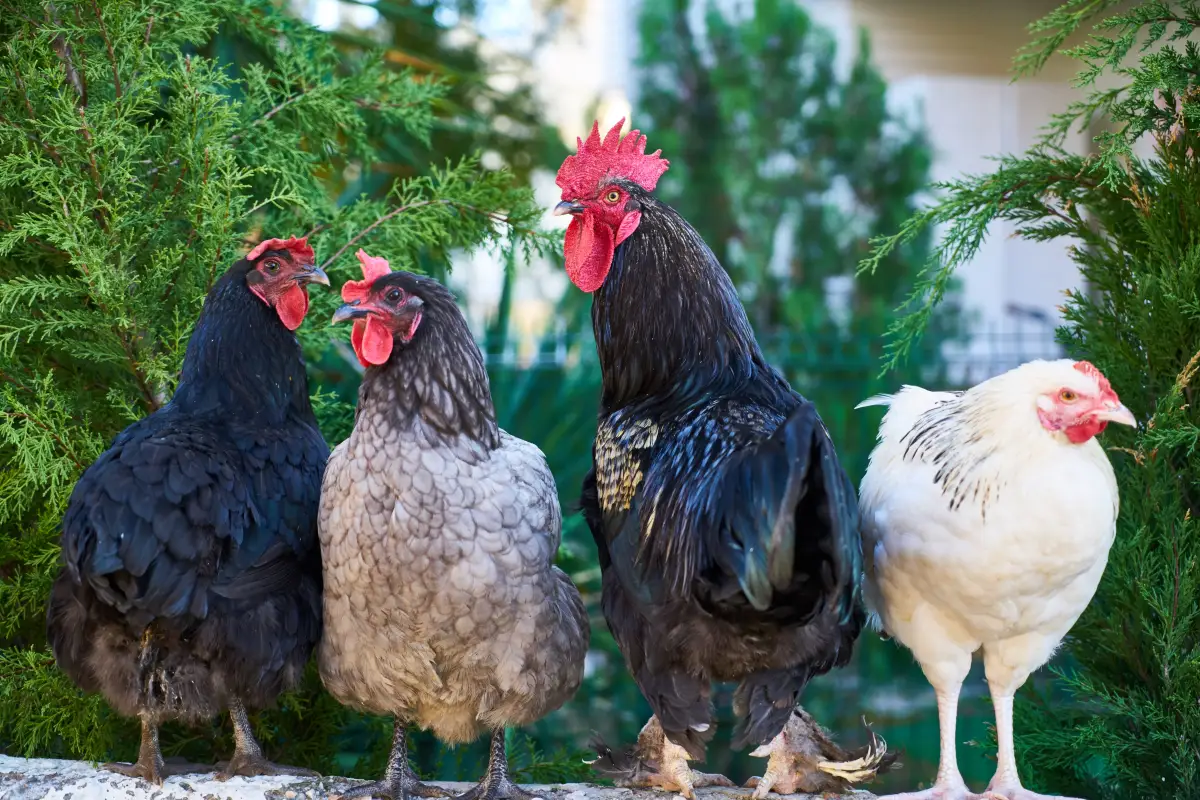 Why Won't My New Chickens Fit In? (Fix These 4 Issues)