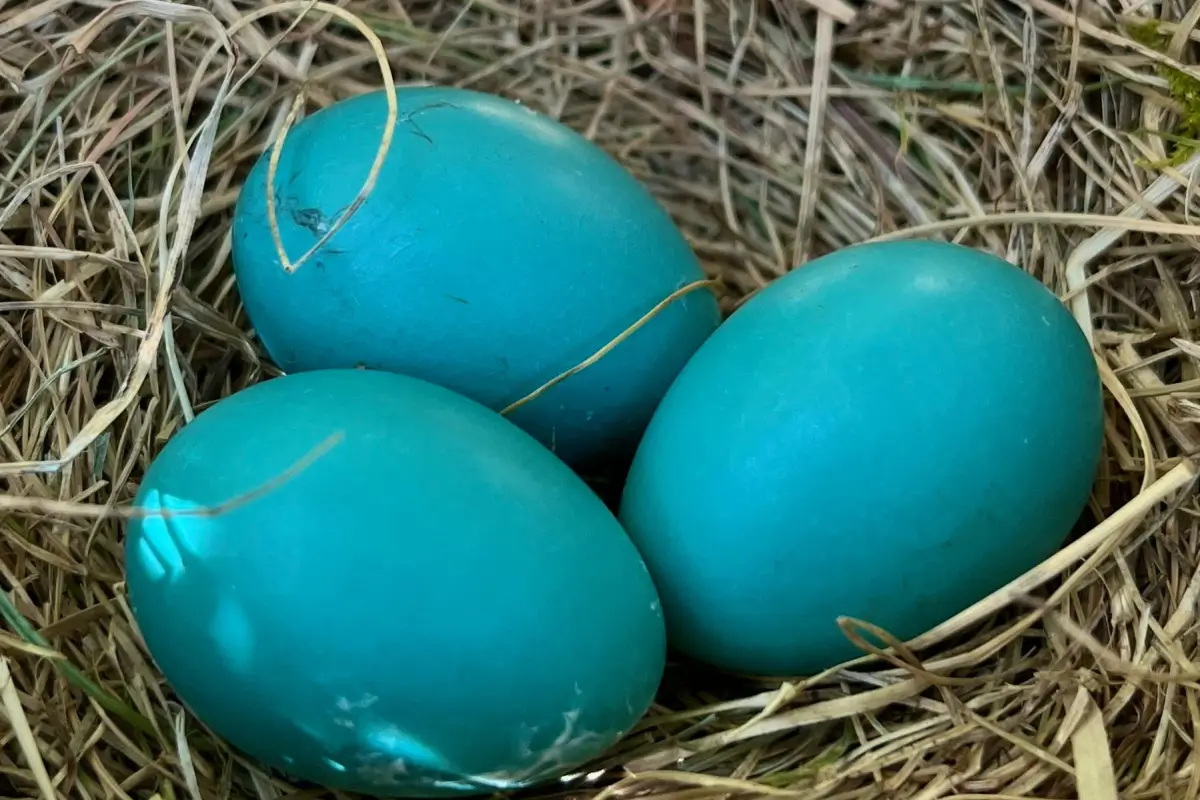 Why Your Blue Eggs Are Turning Green: Breed Color Shifts