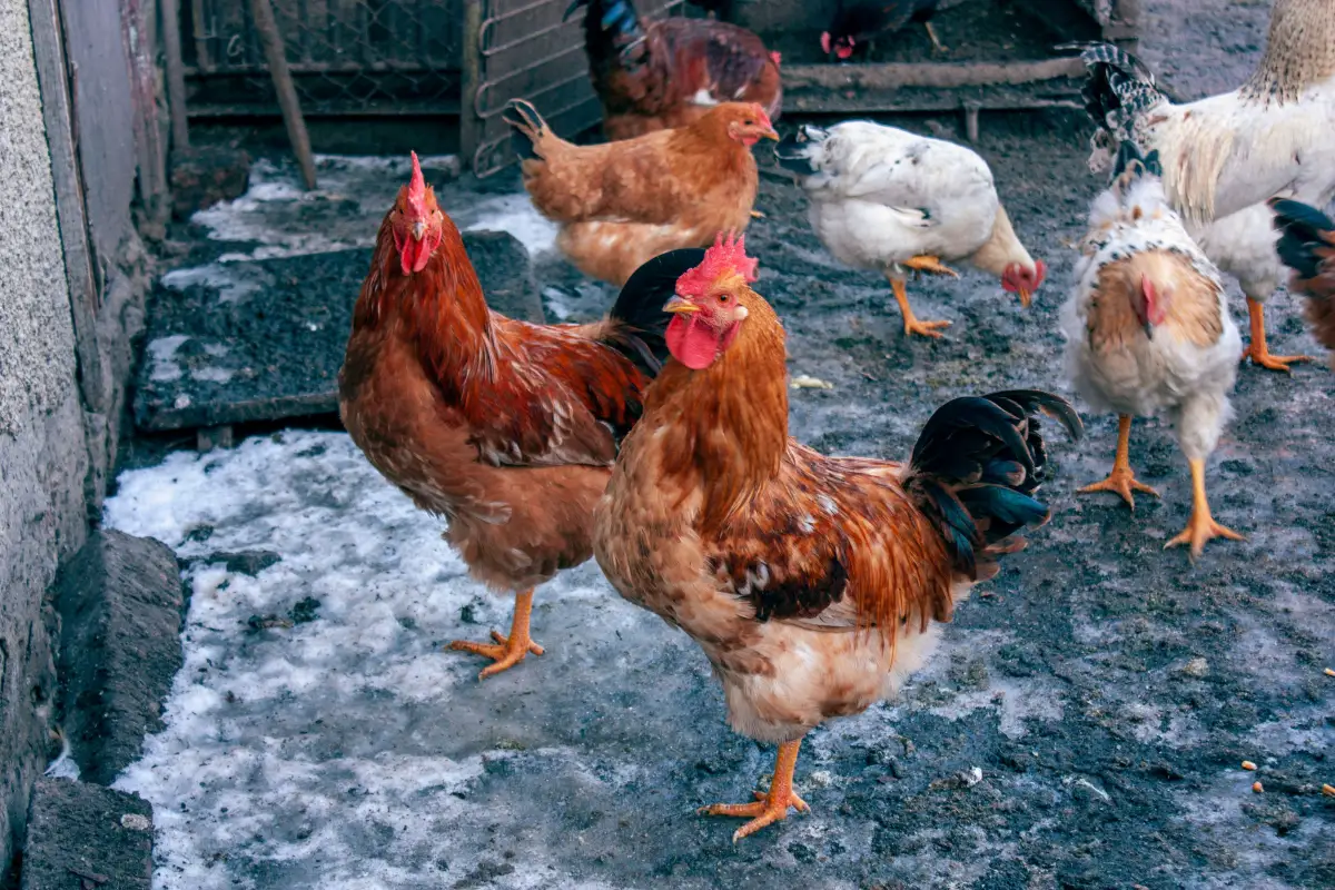 Winterizing Chicken Coops the Way Extension Specialists Do It