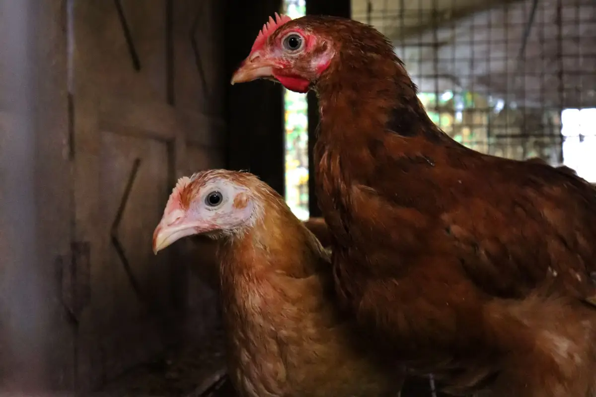 You Might Not Need a Chicken Permit: Right-to-Farm Loopholes