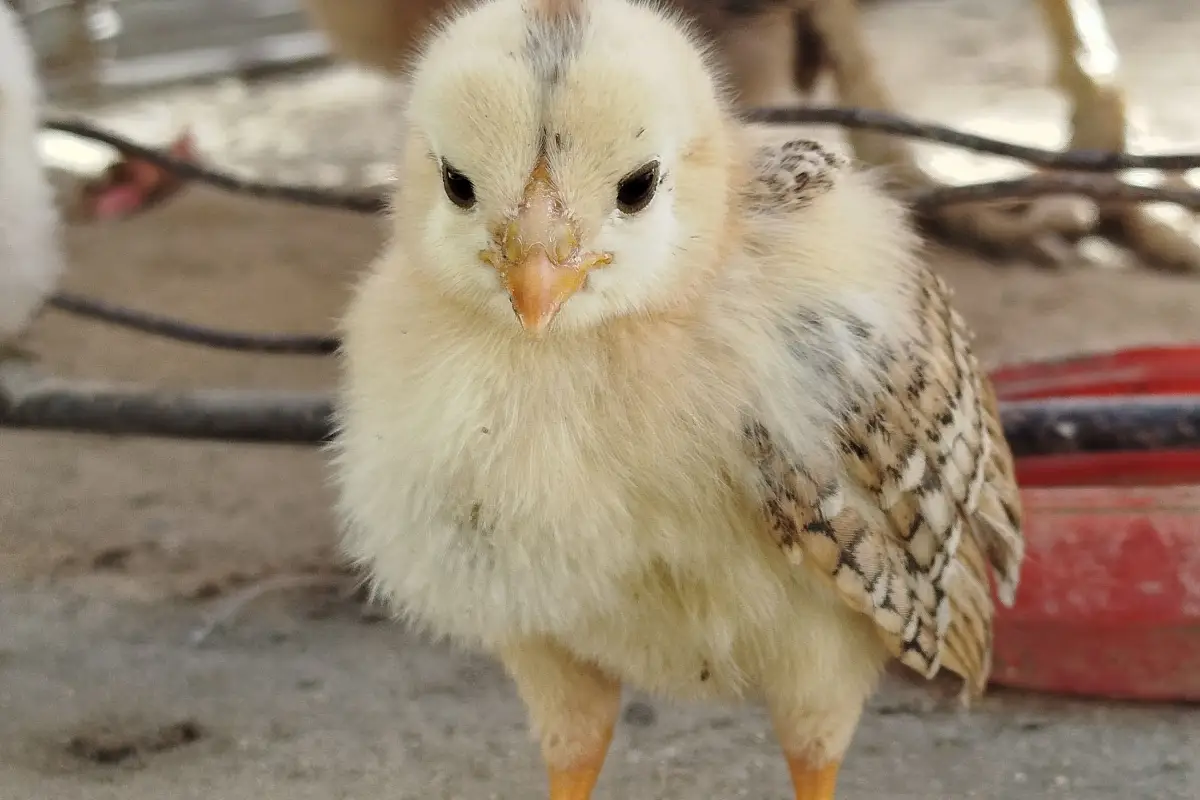 Your Chick Starter Feed Isn't Enough — What You're Missing
