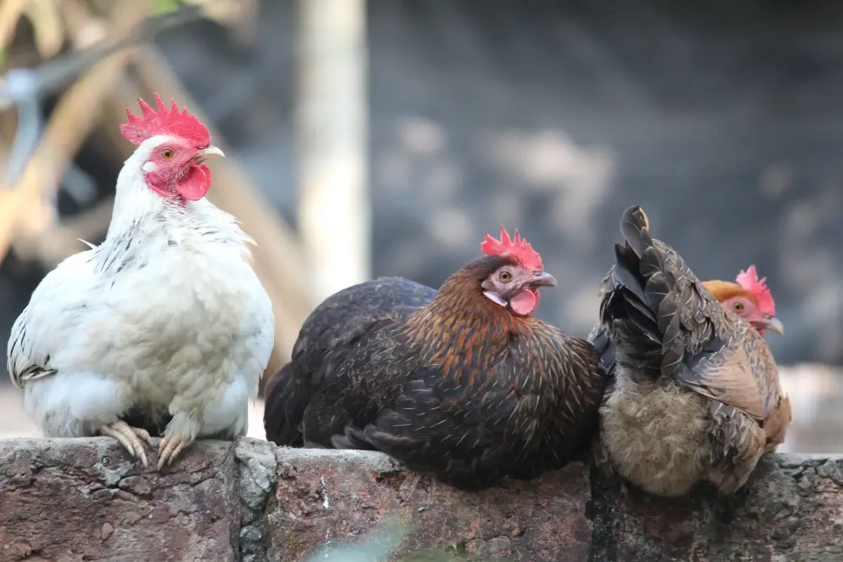 Your Local Chicken Ban May Be Illegal—Here’s Why